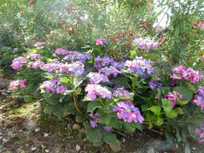 紫陽花
