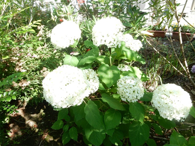紫陽花